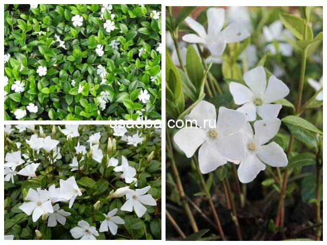 Барвинок белый