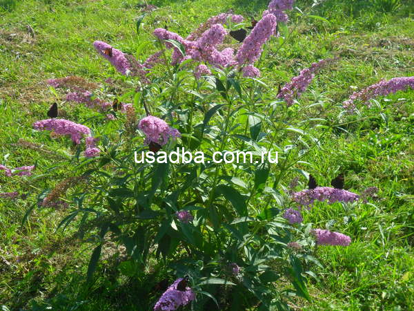 Буддлея Давида сиреневая — изображение 2