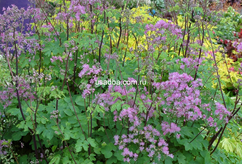 Василистник водосборолистный