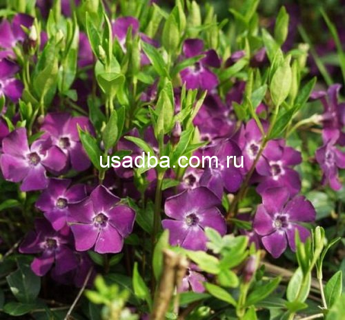 Барвинок Верино