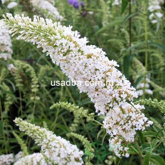 Буддлея Давида белая