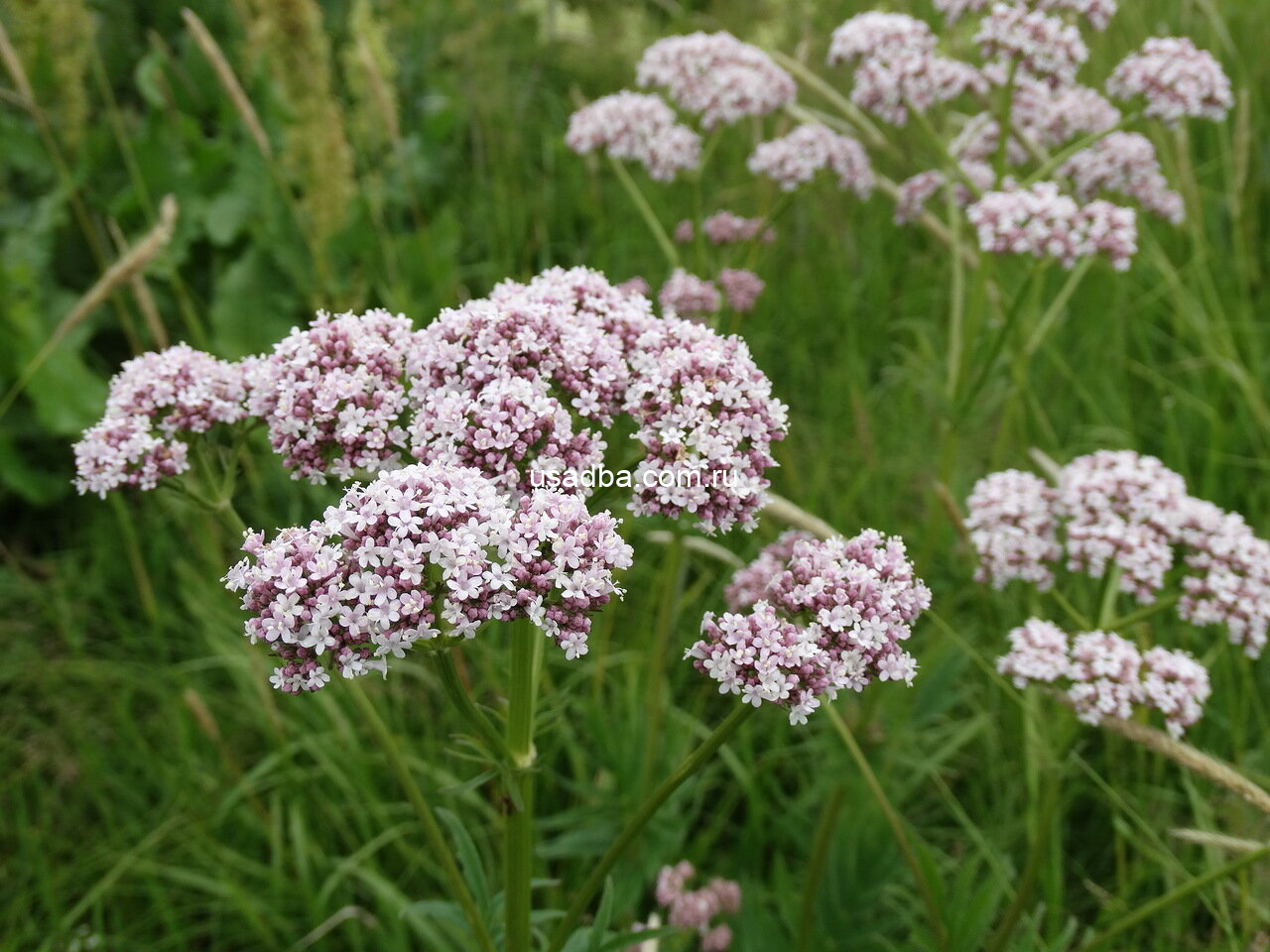 Валериана лекарственная — изображение 2