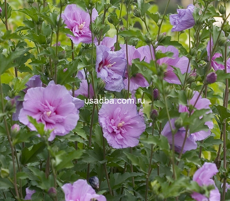 Гибискус сирийский Лавендер Шифон