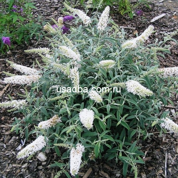 Буддлея Давида белая — изображение 2