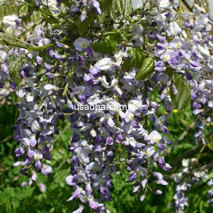 Глициния китайская — изображение 2