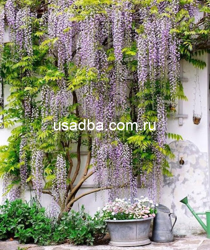 Глициния китайская