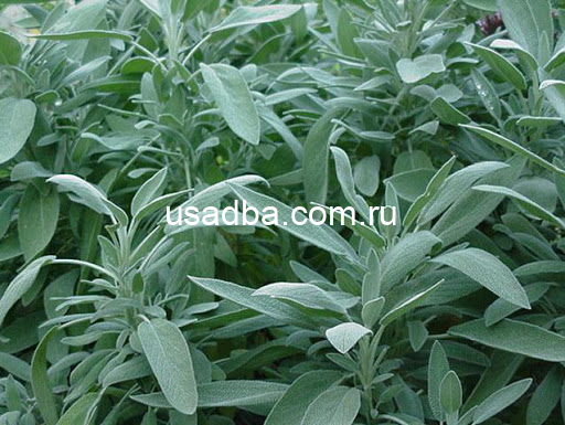 Шалфей лекарственный