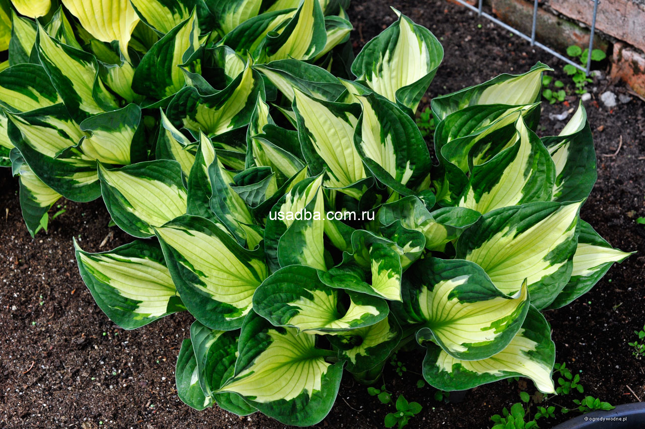 Хоста Colored Hulk