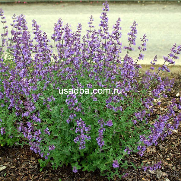 Котовник faassenii