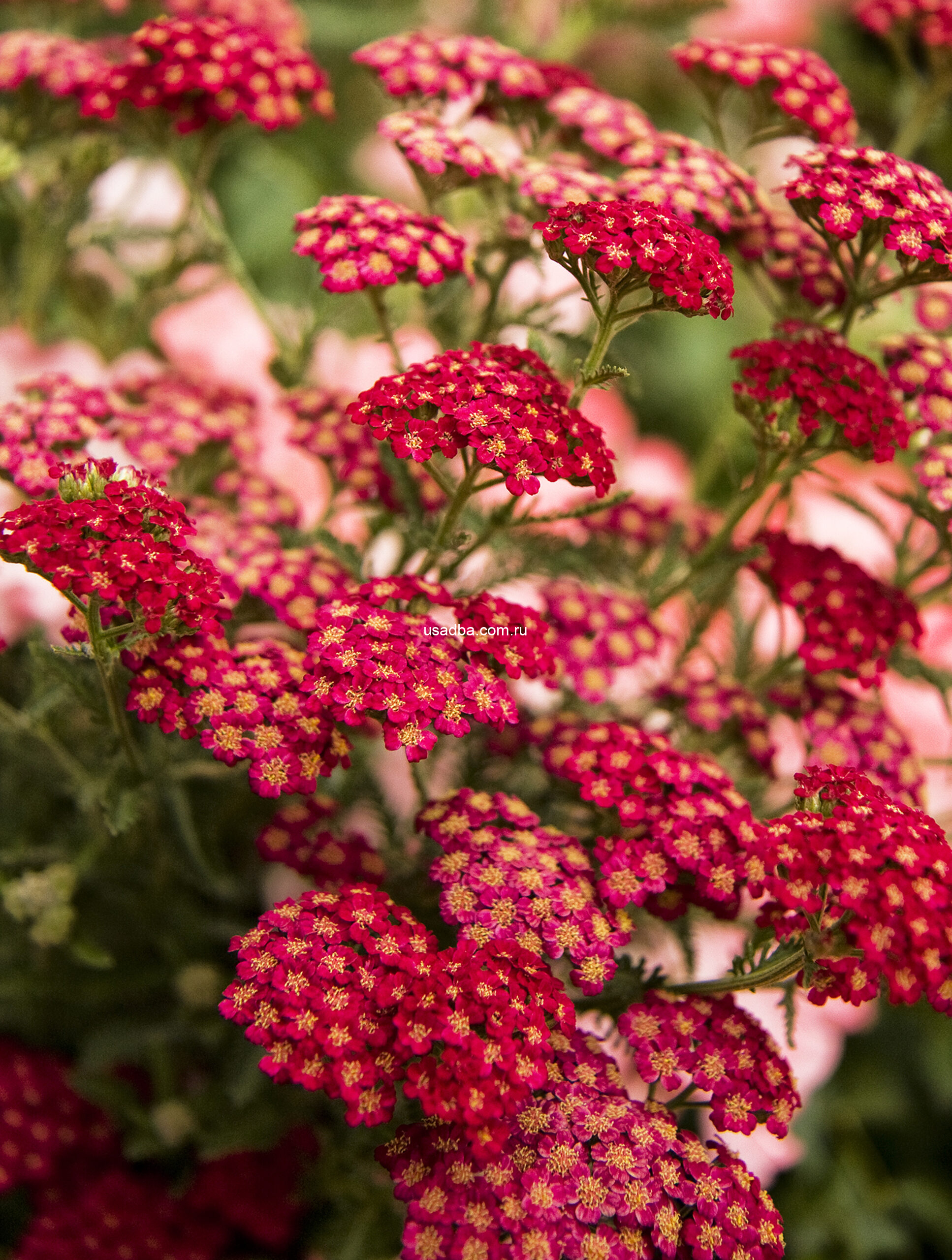 Тысячелистник  'Red Velvet'