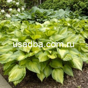 Хоста Aureomaculata