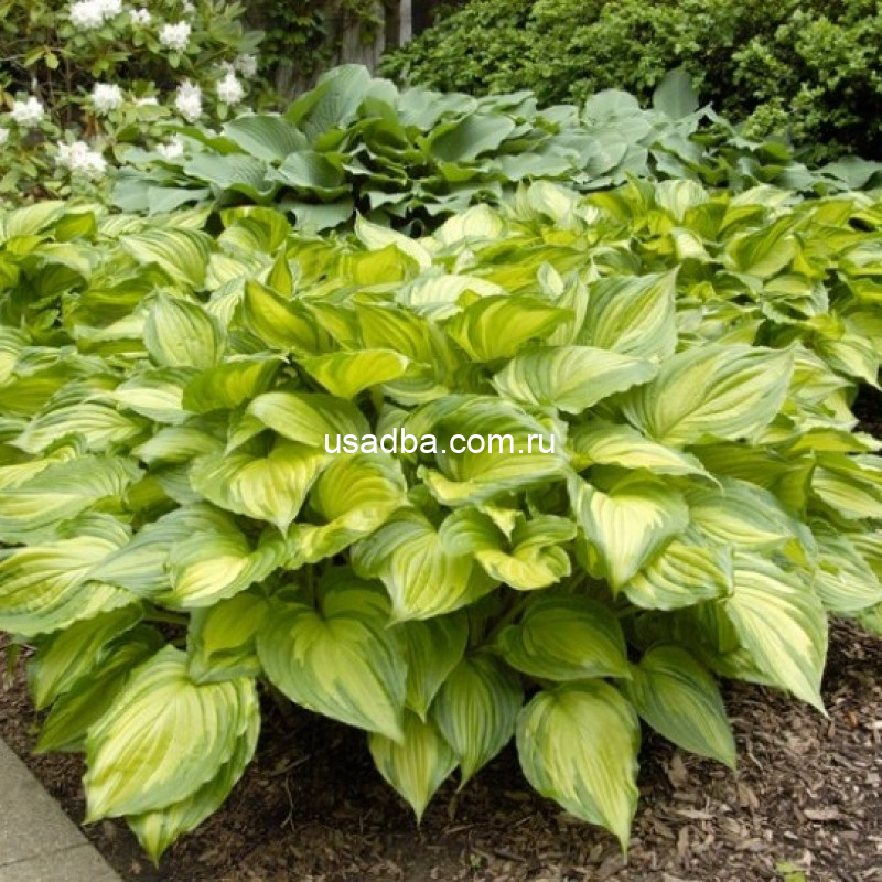 Хоста Aureomaculata