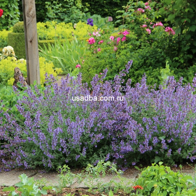 Котовник faassenii — изображение 2