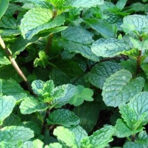 Мята ментоловая