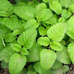 Мелисса Лимонная