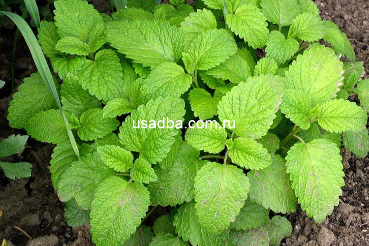 Мелисса Лимонная