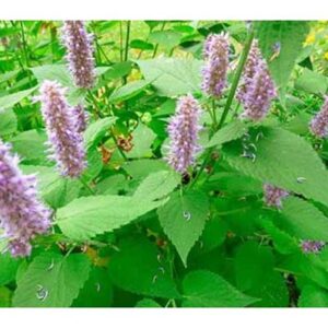 Лофант Анисовый