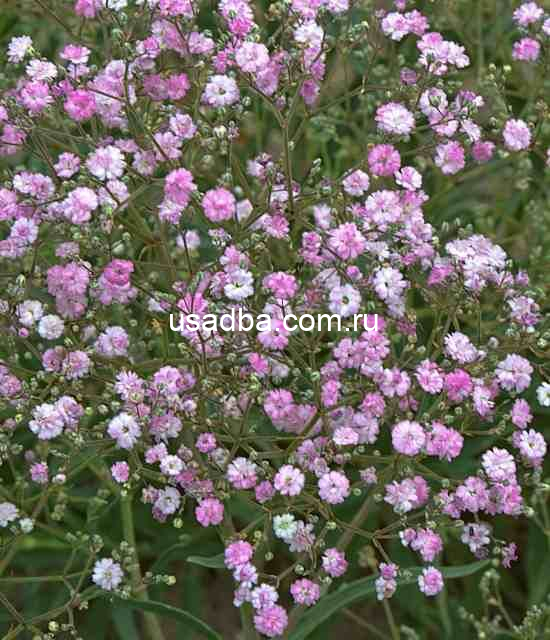 Гипсофила Pink — изображение 2