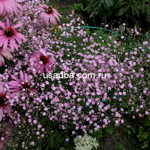 Гипсофила Pink