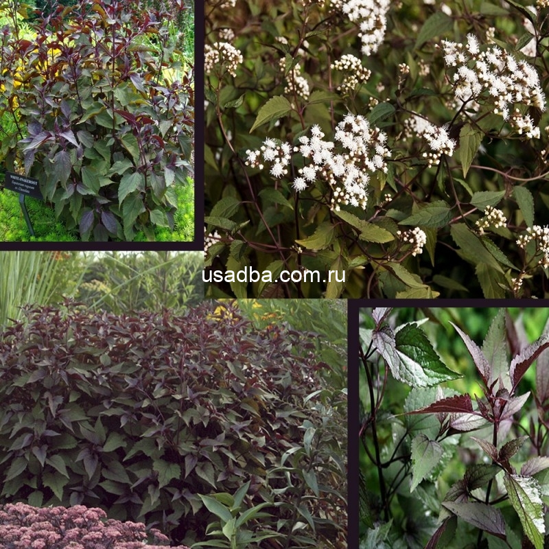 Посконник Шоколад