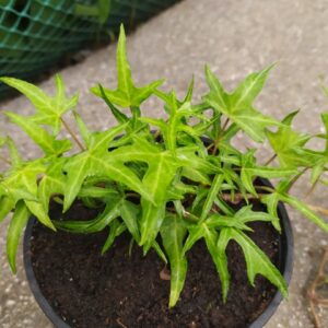Плющ узколистный Sagittaefolia