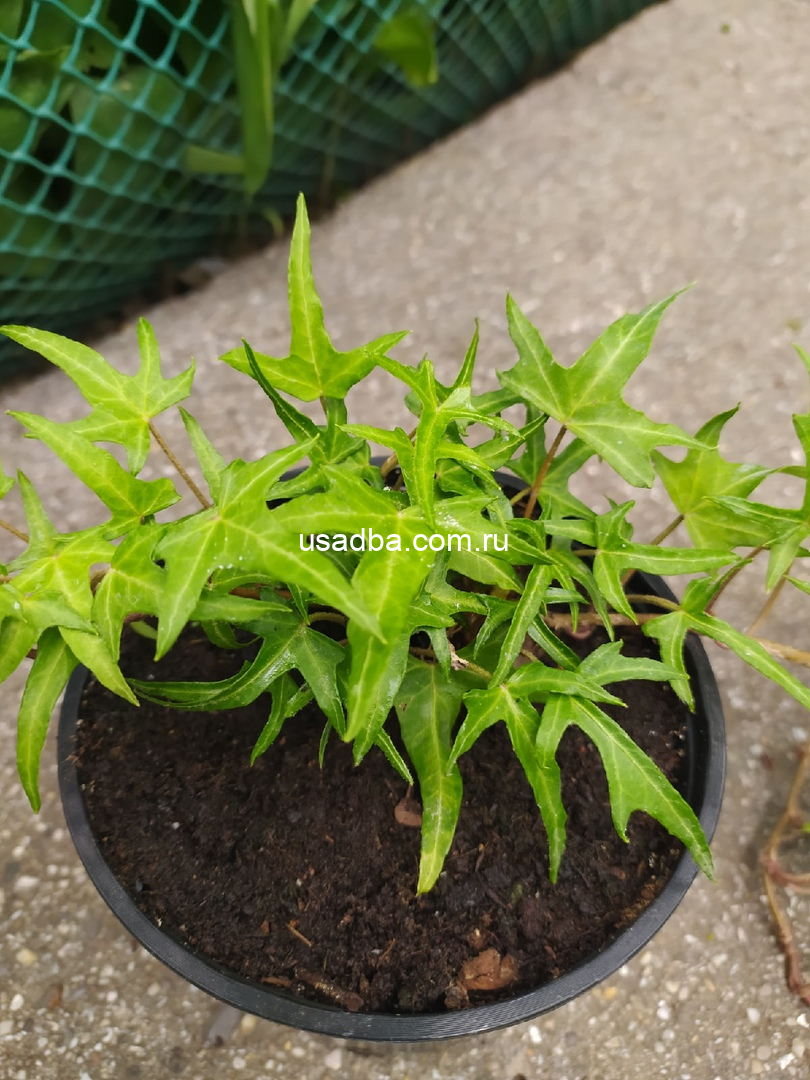 Плющ узколистный Sagittaefolia