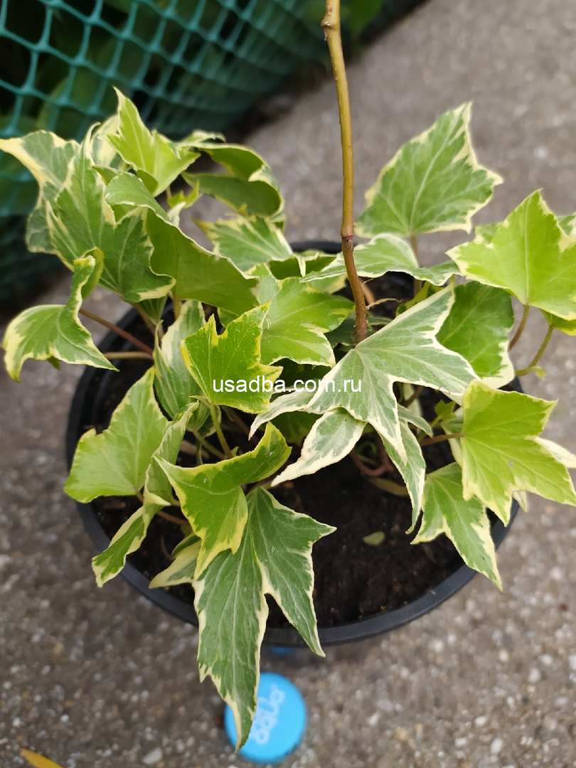 Плющ обыкновенный Еллоу Рипл