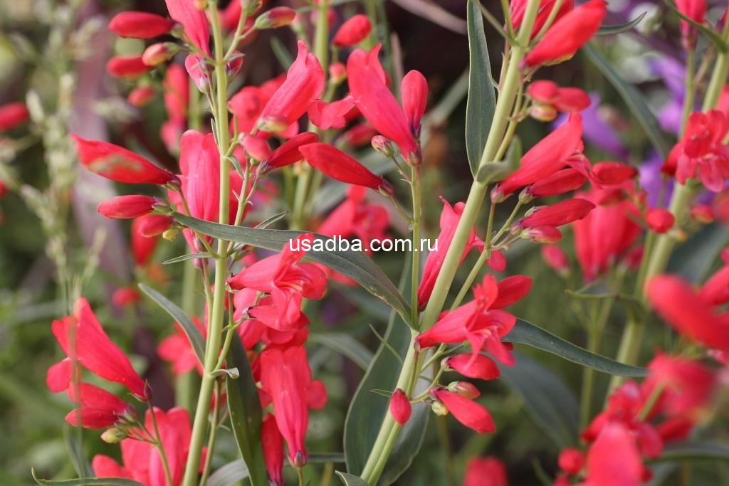 Панстемон коралловый