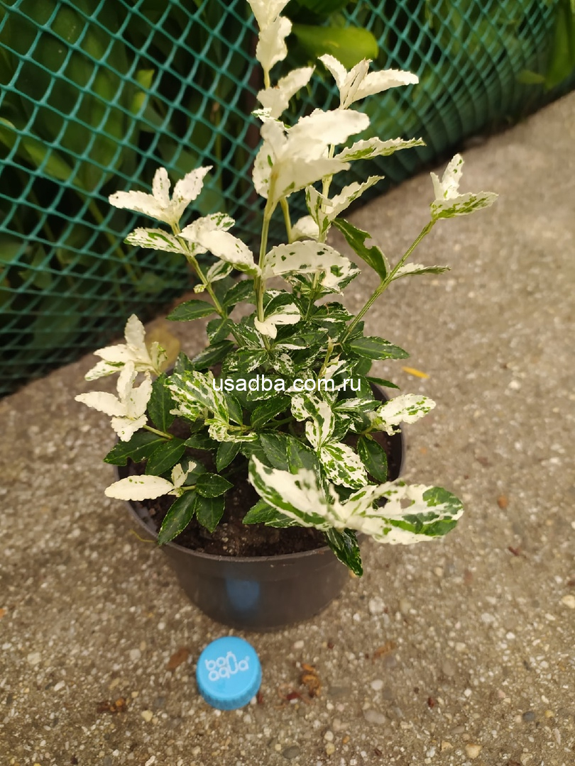 Бересклет Форчуна Харлеквин