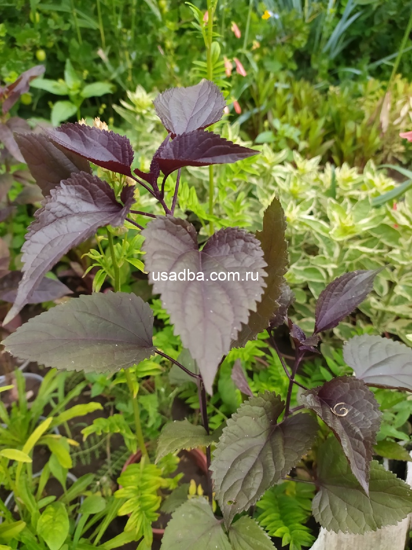 Посконник Шоколад — изображение 2