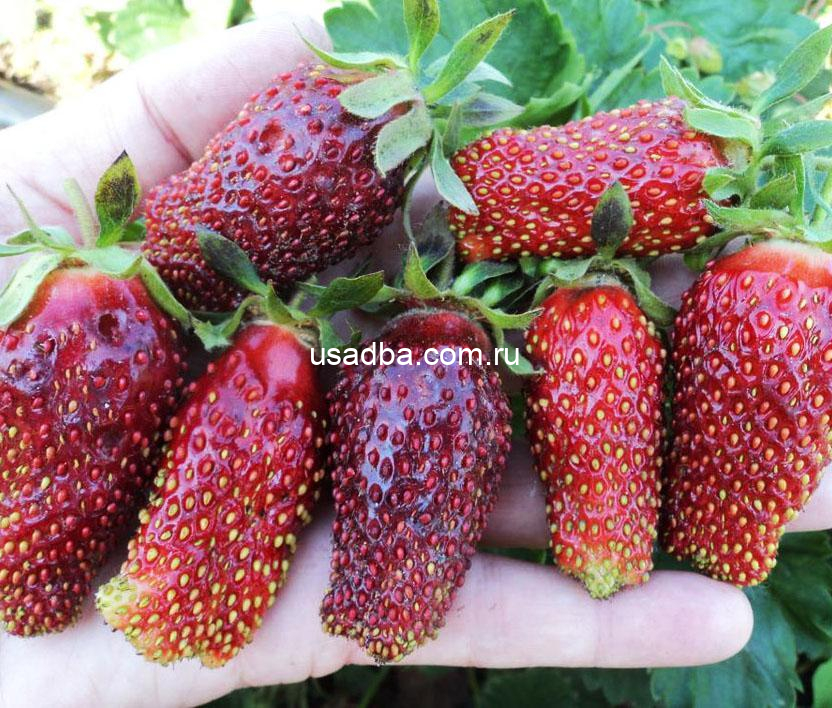 Земклуника Купчиха