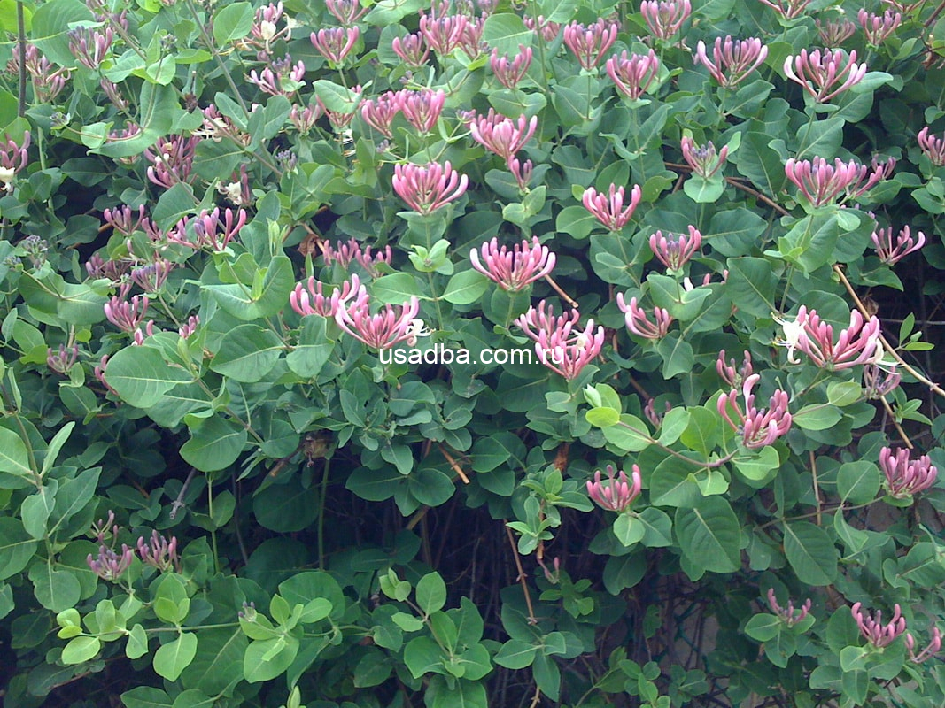 Жимолость вьющаяся