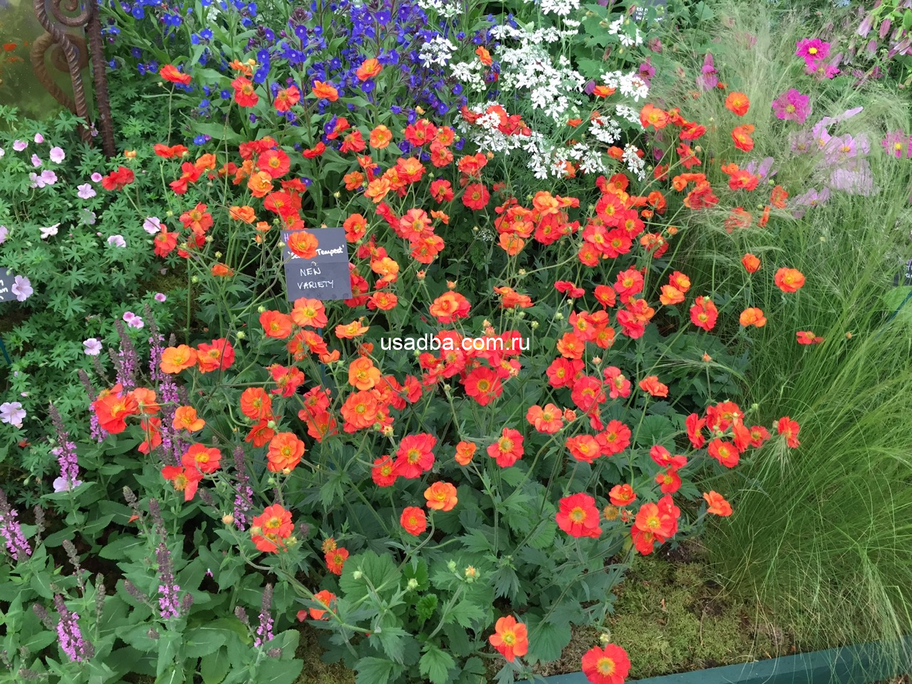 حشيشة المبارك القرمزية - ويكيبيديا