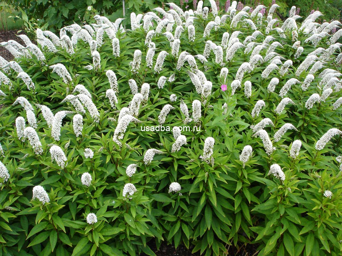 Вербейник ландышевидный — изображение 2