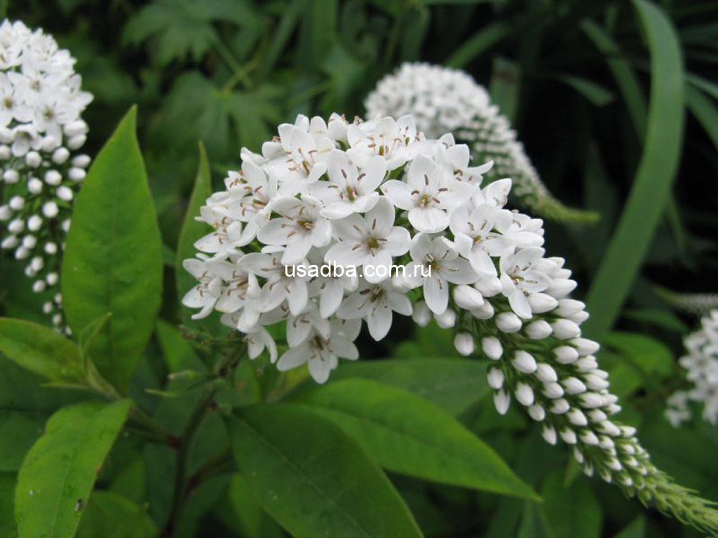 Вербейник ландышевидный