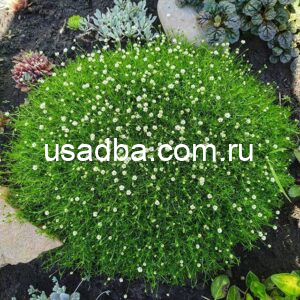 Мшанка