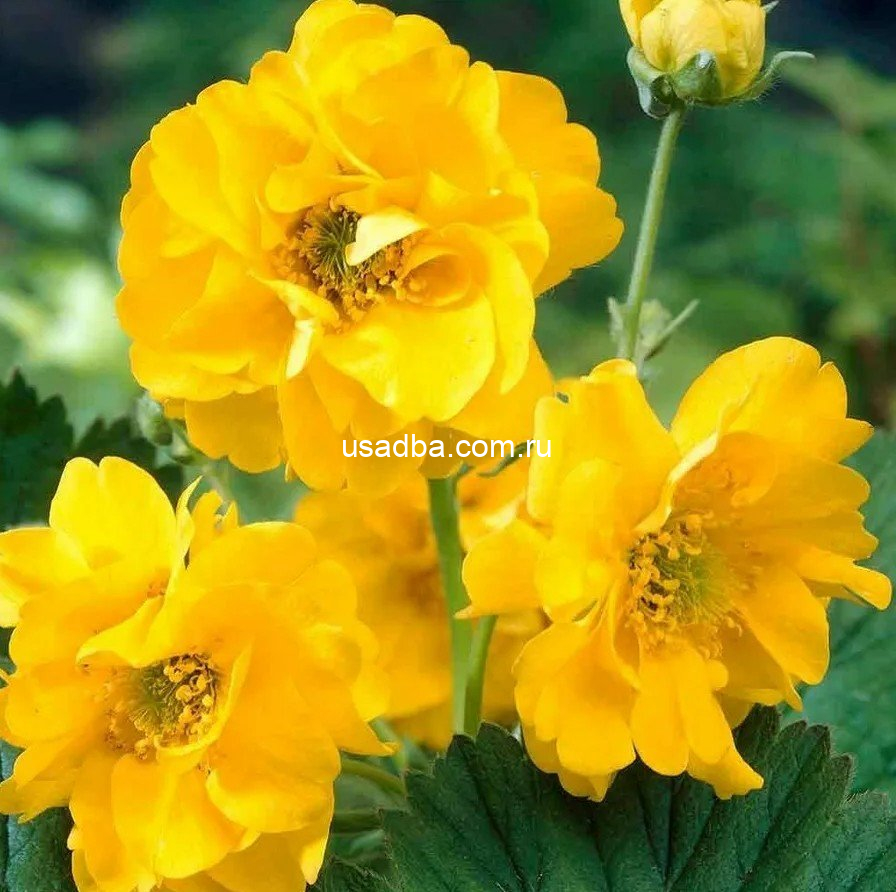 Гравилат чилийский смесь