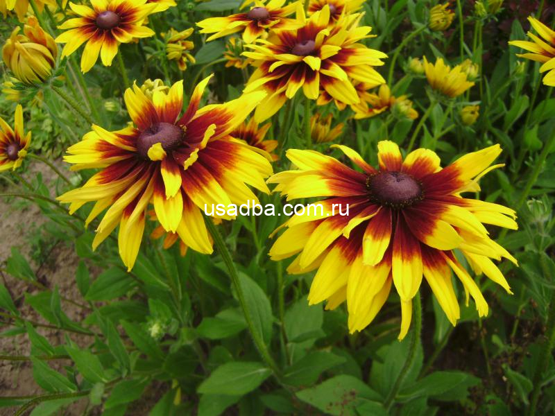 Рудбекия крупная