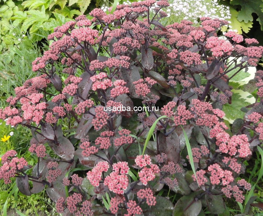 Очиток пурпл эмперор