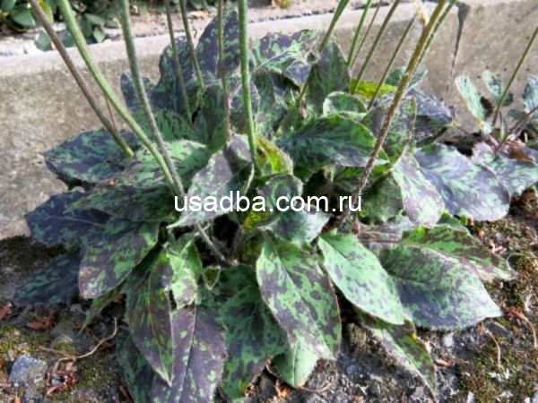 Ястребинка леопардовая — изображение 2