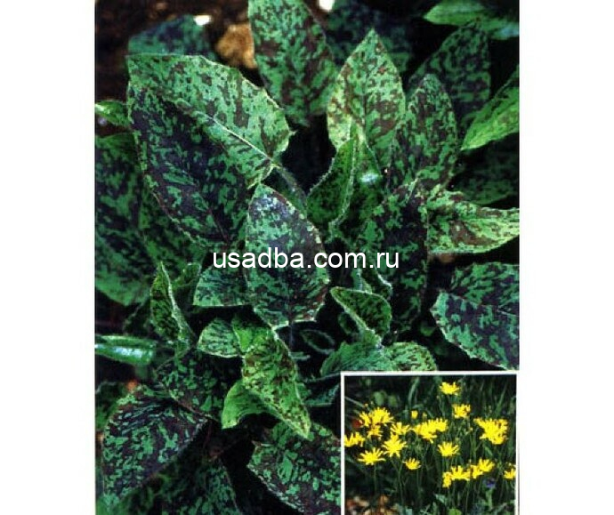 Ястребинка леопардовая