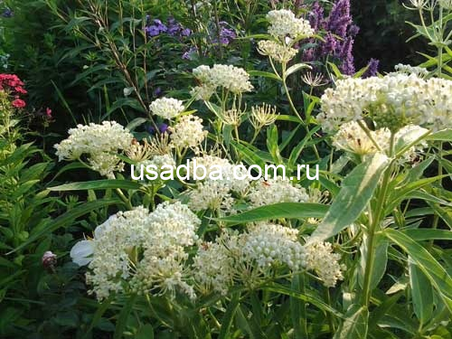 Ваточник белый — изображение 2