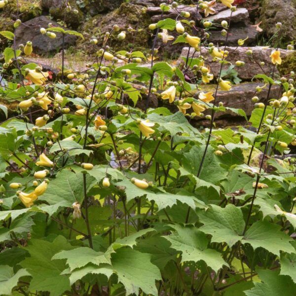 Киренгешома palmata