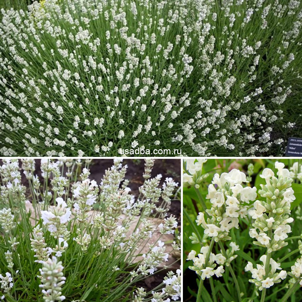 Лаванда белая