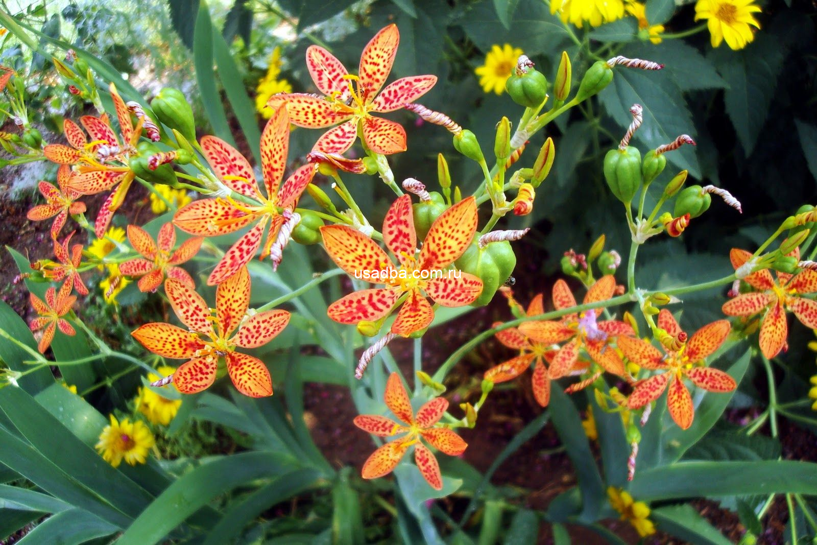 Беламканда Freckle Face