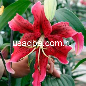 Лилия MISS FEYA