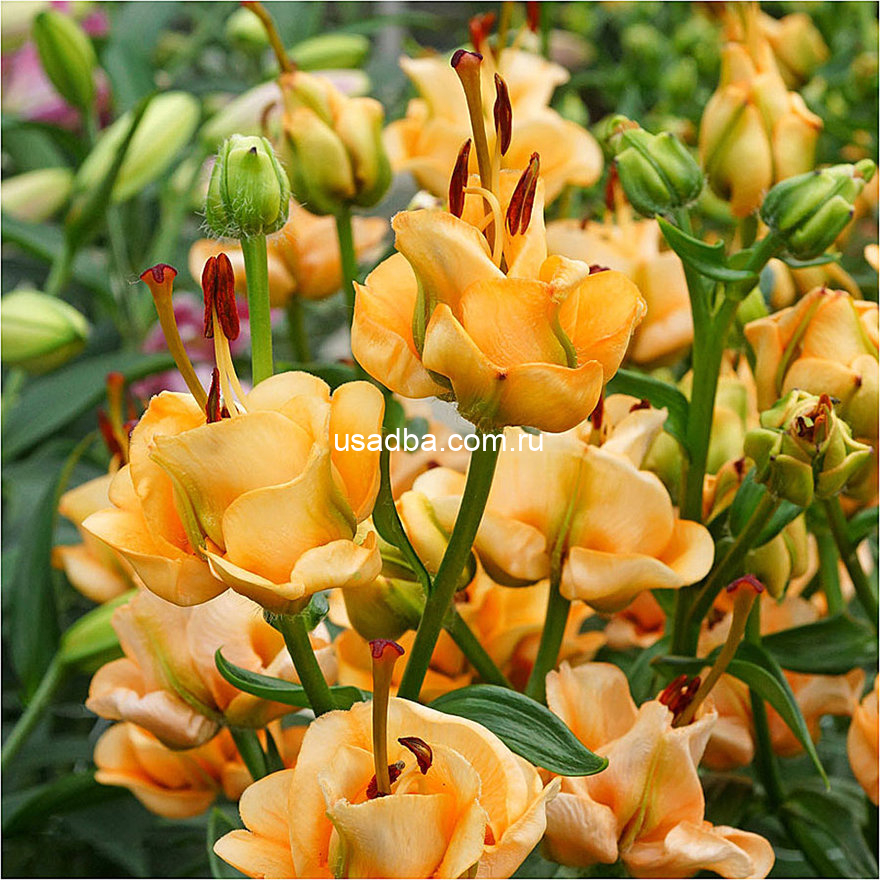 Лилия Apricot Fudje