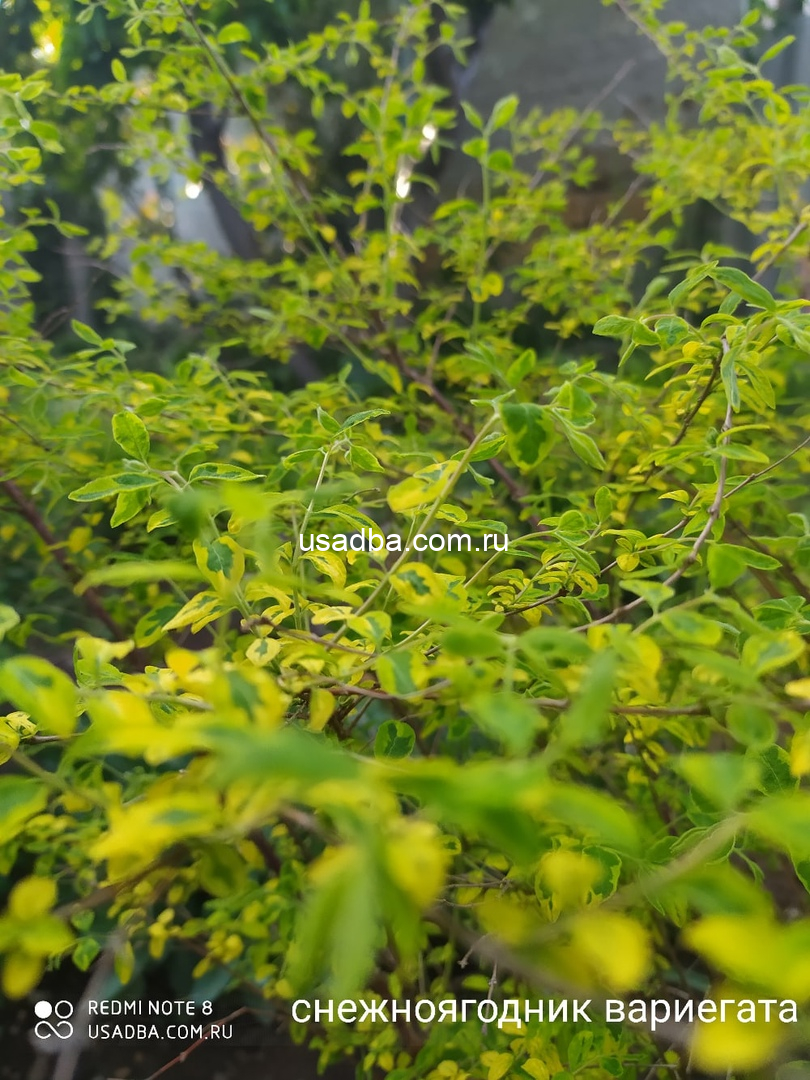 Снежноягодник вариегата — изображение 2