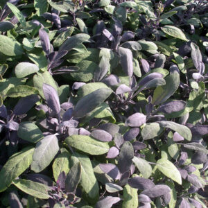 Шалфей лекарственный "Purpurascens"