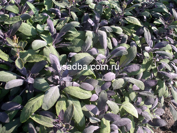 Шалфей лекарственный "Purpurascens"